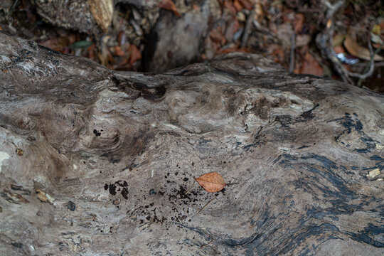 Close up of weathered textured tree trunk in forest