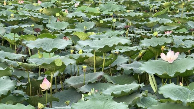 plants of indian lotus in a pond in monsoon. they grow so fast in pond in water. also known india's national flower"lotus"