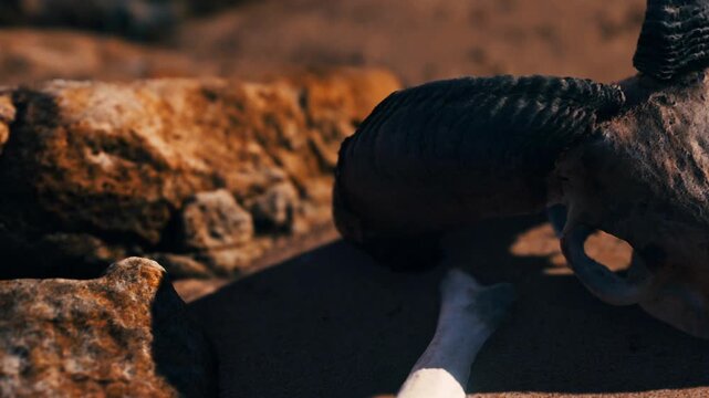 A close view shows bones and rocks scattered on the sandy beach. Sunlight shines down on the different shapes of the bones, highlighting their details. The ocean is near, creating a natural setting.