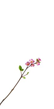 Minimalist floral branch with few leaves, against white background, ||floral, green