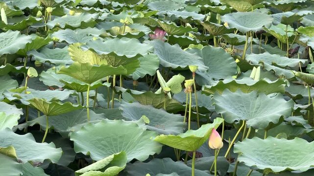 plants of indian lotus in a pond in monsoon. they grow so fast in pond in water. also known india's national flower"lotus"