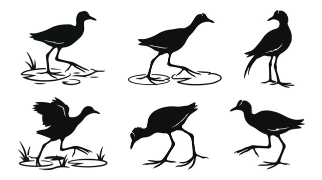 A set of six jacana bird silhouette vector icon illustrations on a white background
