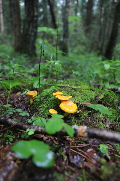 chanterelles in moss