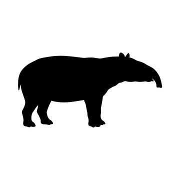 Black silhouette of a tapir animal on white background.