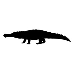 Fototapeta premium Silhouette of a large crocodile walking isolated on white background.