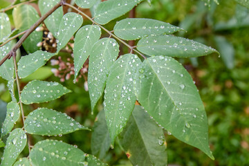 Fototapeta premium Fresh belimbing leaves with water droplets on branches, showcasing tropical fruit tree foliage, botanical details, organic gardening, natural greenery, and plant growth concepts