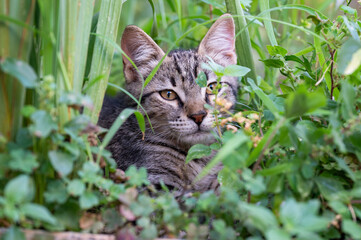 Curious stray tabby cat hiding and peering through lush green grass and garden foliage. Animal wildlife, pets, and adorable feline behavior concept photography © AShots