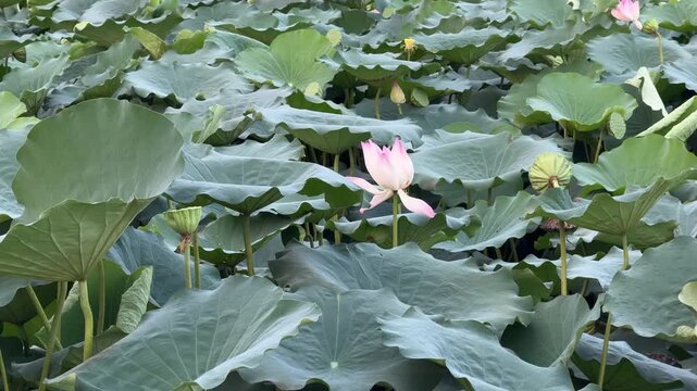 plants of indian lotus in a pond in monsoon. they grow so fast in pond in water. also known india's national flower"lotus"