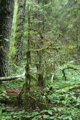 Fototapeta premium green moss on a tree on a tree
