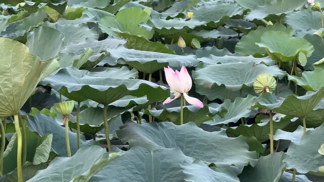 plants of indian lotus in a pond in monsoon. they grow so fast in pond in water. also known india's national flower"lotus"