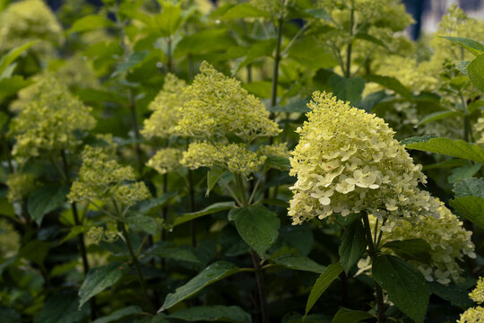 Lime green panicle hydrangea flowers blooming in a garden with lush green leaves