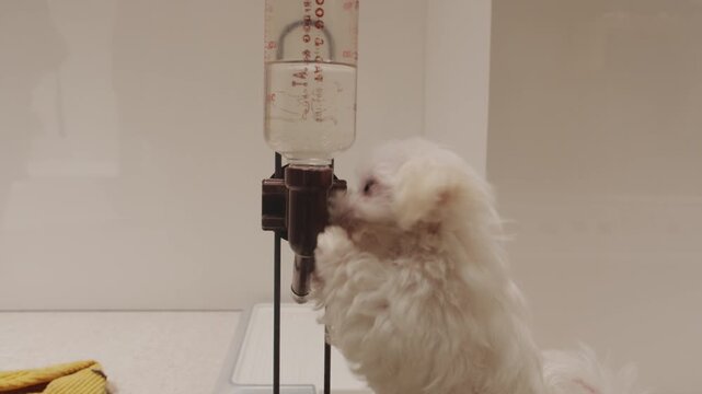 Adorable white maltese puppy drinking water