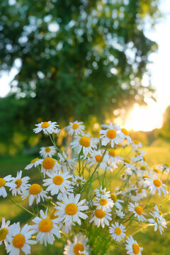 Beautiful chamomile flowers close up in summer garden, natural sunny background. gentle rustic landscape with daisy flowers. symbol of beauty and pure nature. Peaceful, relax, harmony atmosphere