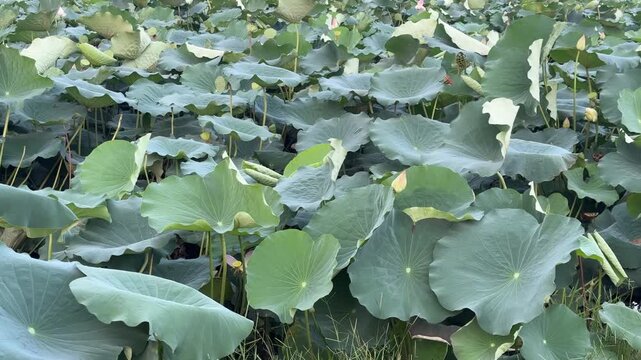 plants of indian lotus in a pond in monsoon. they grow so fast in pond in water. also known india's national flower"lotus"