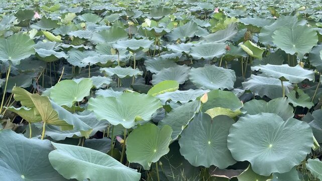 plants of indian lotus in a pond in monsoon. they grow so fast in pond in water. also known india's national flower"lotus"