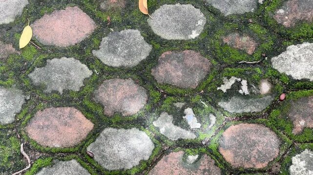 Hexagonal Concrete Pavers with Green Moss and Fallen Leaves Texture