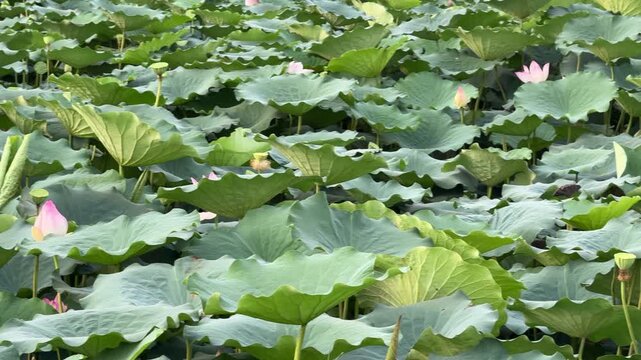 plants of indian lotus in a pond in monsoon. they grow so fast in pond in water. also known india's national flower"lotus"