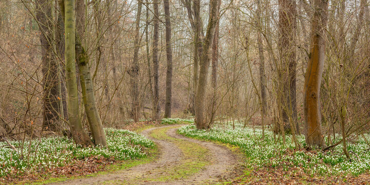 Wanderweg windet sich durch Wald im zeitigen Fr&uuml;hling, bl&uuml;hende M&auml;rzenbecher bedecken den Boden