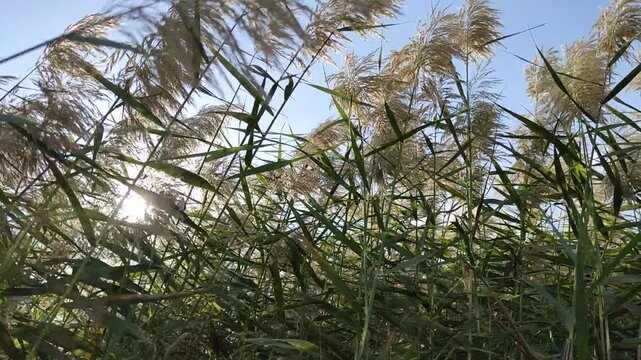 A low-angle video looking up through tall reeds and feathery plumes swaying gently in the wind against a bright blue sky, with sunlight filtering through.