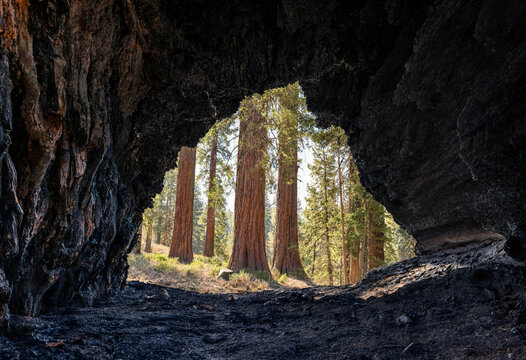 View from burnt hollow giant sequoia tree cave looking at green pine forest in Sequoia National Park for environmental travel conservation nature national park banner concept