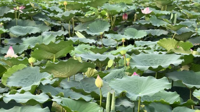 plants of indian lotus in a pond in monsoon. they grow so fast in pond in water. also known india's national flower"lotus"