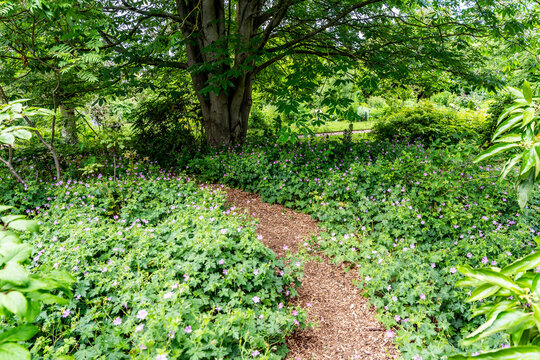 A walking path in the lush vegetation of the University of Oxford Botanic Garden, the oldest botanic garden in Britain, founded in 1621, Oxford, England, UK. 