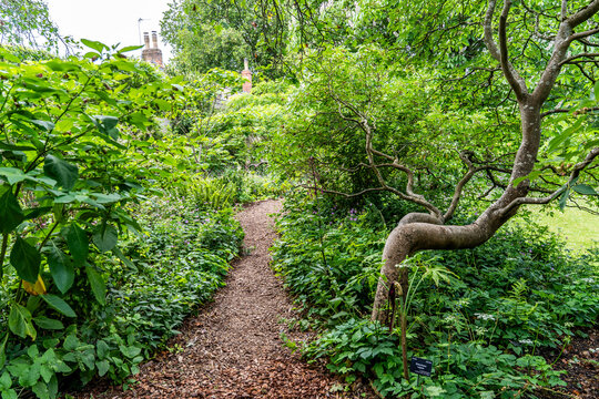 Lush vegetation in the University of Oxford Botanic Garden, the oldest botanic garden in Britain, founded in 1621, Oxford, England, UK. 