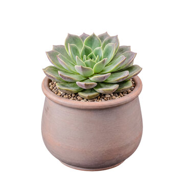 A beautiful echeveria succulent plant with lush green and purple-tipped leaves in a rustic terracotta pot on.