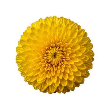 A perfectly spherical yellow flower, densely packed with numerous small petals.