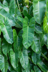 Lush philodendron leaves creating a tropical green background with natural shapes and textures. Suitable for interior decoration, botanical design, houseplant themes, and nature concepts. © Joko