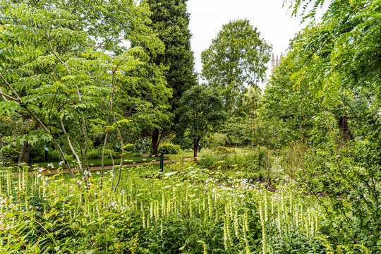 Lush vegetation in the University of Oxford Botanic Garden, the oldest botanic garden in Britain, founded in 1621, Oxford, England, UK. 