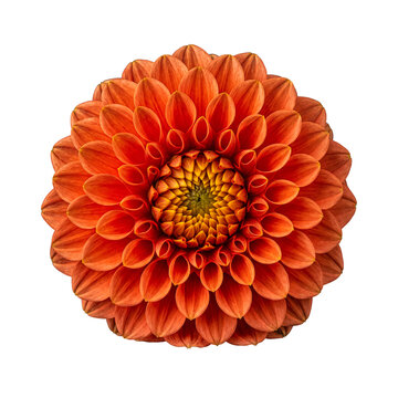 A vibrant close-up photograph of an orange dahlia, perfectly showcasing its intricate, layered petals and rich colors.