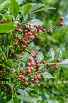 Fresh pink peppercorns on peruvian pepper tree branch. Blue sky at the background.