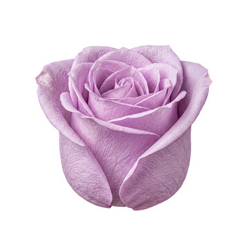 Delicate lavender rose bud, captured in close-up with soft petals, standing isolated on transparent background.