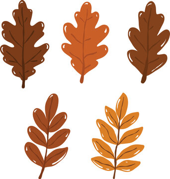 Autumn oak leaves and pinnate compound leaves set in warm brown and golden yellow shades