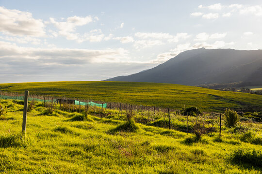 beautiful rolling canola fields and mountains at sunset and dusk, Stanford, South Africa