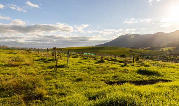 beautiful rolling canola fields and mountains at sunset and dusk, Stanford, South Africa