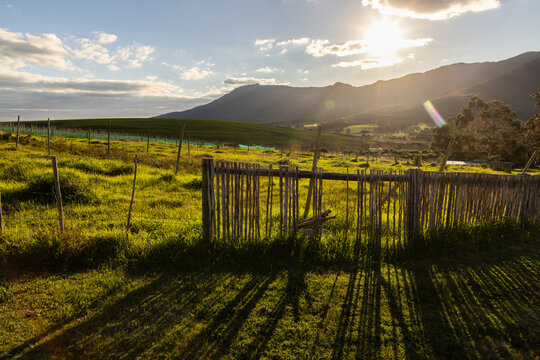 beautiful rolling canola fields and mountains at sunset and dusk, Stanford, South Africa