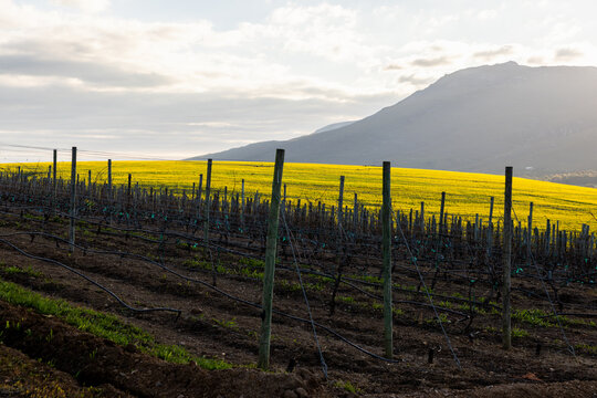 beautiful rolling canola fields and mountains at sunset and dusk, Stanford, South Africa