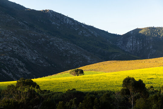 beautiful rolling canola fields and mountains at sunset and dusk, Stanford, South Africa