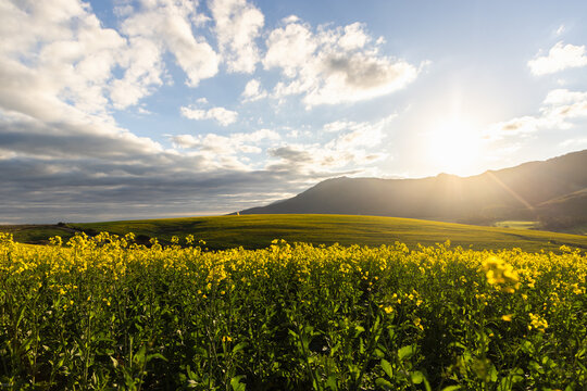 beautiful rolling canola fields and mountains at sunset and dusk, Stanford, South Africa