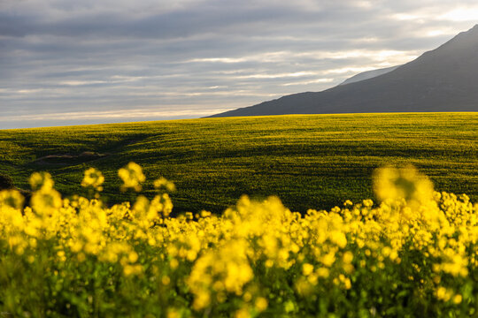 beautiful rolling canola fields and mountains at sunset and dusk, Stanford, South Africa