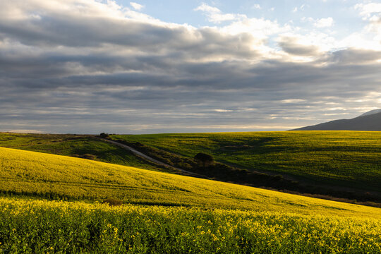 beautiful rolling canola fields and mountains at sunset and dusk, Stanford, South Africa