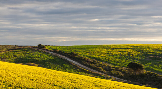 beautiful rolling canola fields and mountains at sunset and dusk, Stanford, South Africa
