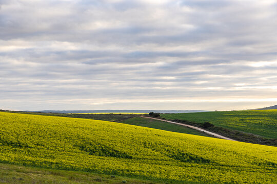 beautiful rolling canola fields and mountains at sunset and dusk, Stanford, South Africa