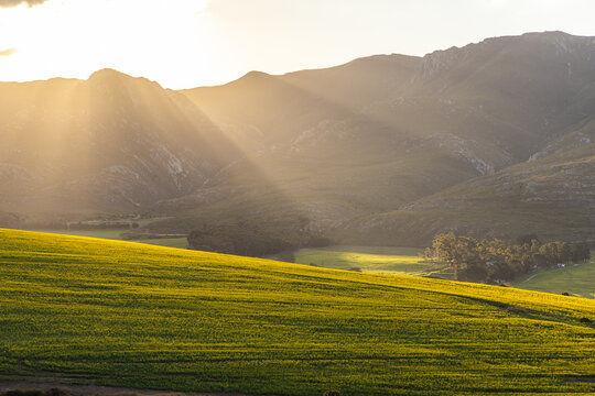 beautiful rolling canola fields and mountains at sunset and dusk, Stanford, South Africa
