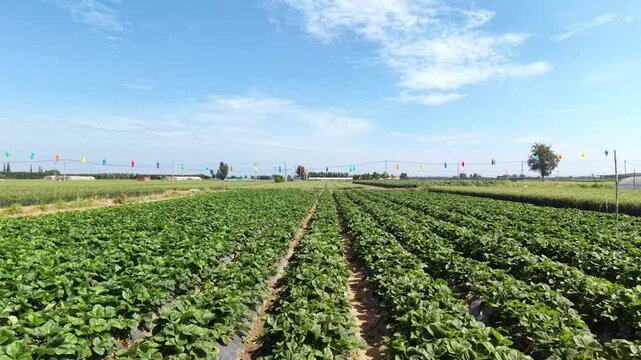 Lush Strawberry Plantation Under Clear Blue Sky