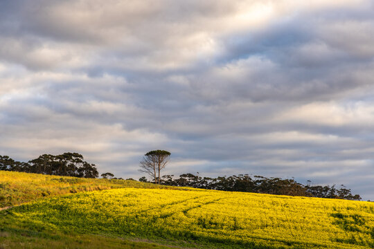 beautiful rolling canola fields and mountains at sunset and dusk, Stanford, South Africa