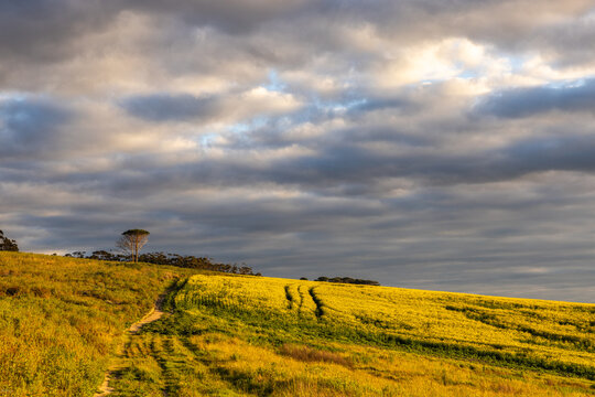 beautiful rolling canola fields and mountains at sunset and dusk, Stanford, South Africa