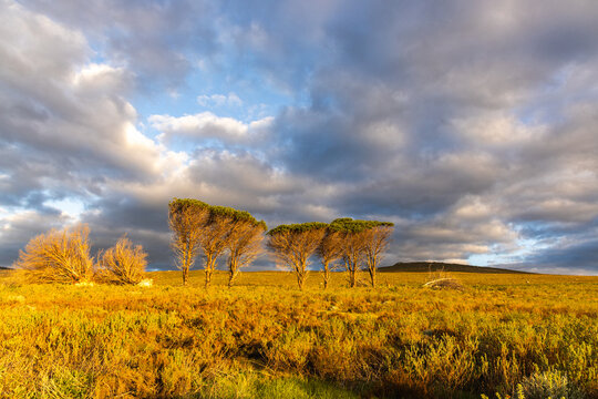 beautiful rolling canola fields and mountains at sunset and dusk, Stanford, South Africa